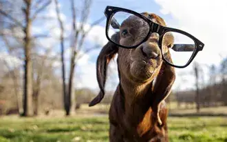 goat got swag stahnout