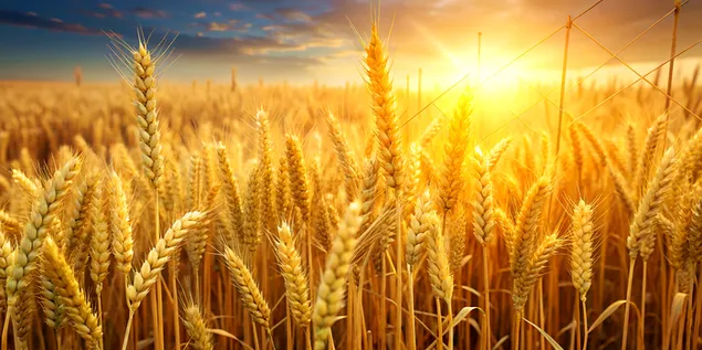 Gyldne afgrødemarker med graflinjer, der symboliserer vækst og overflod 4K baggrundsbillede