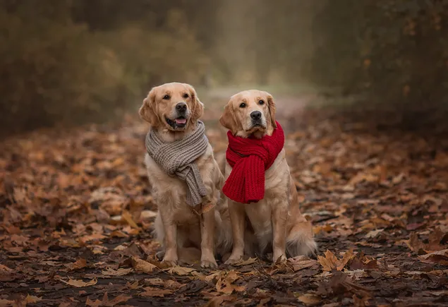 Perros dorados con bufandas HD fondo de pantalla