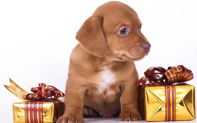 Cachorro de regalo dorado