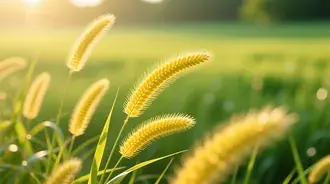 golden grass blossoms in sunlight download