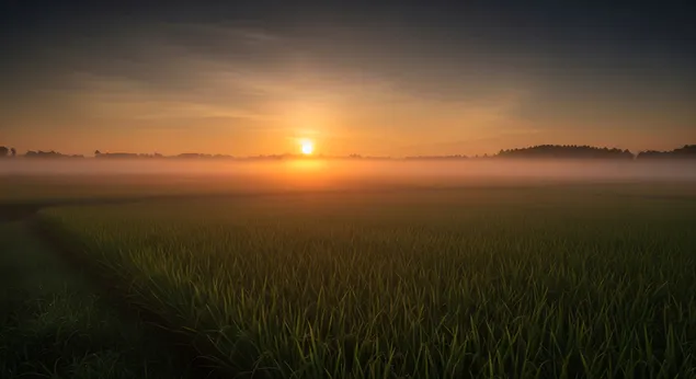 Mjegull e artë mbi fushat e orizit 8K sfond