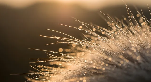 gylden morgendug pa graes: aeterisk makro natur download