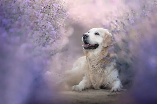 Cachorro dorado en el jardín de lavanda 2K fondo de pantalla