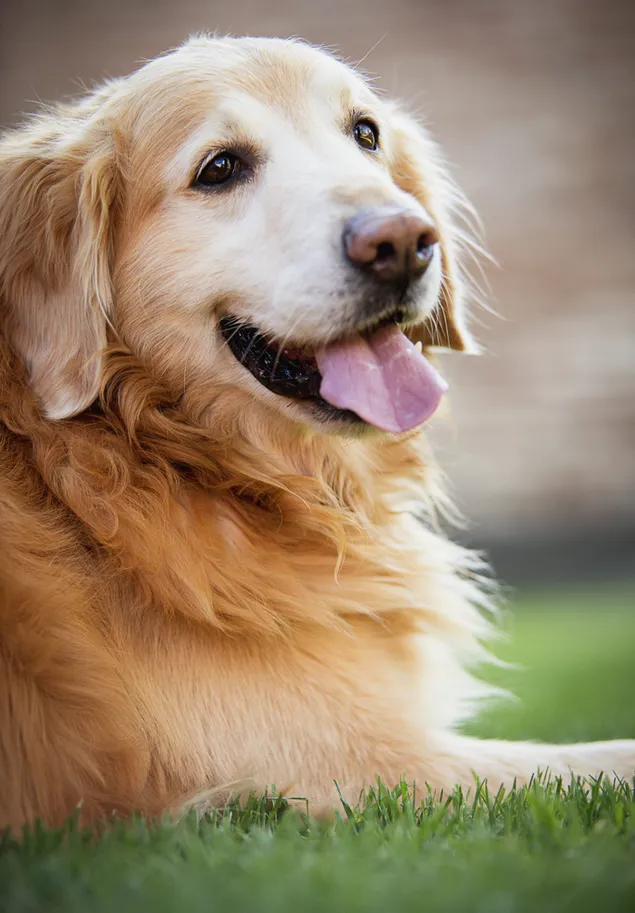 Golden retriever adulto tirado en la hierba durante el día descargar