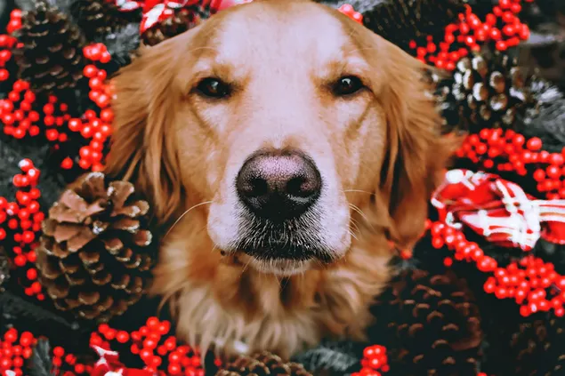 Golden retriever surrounded with holly and pinecone 