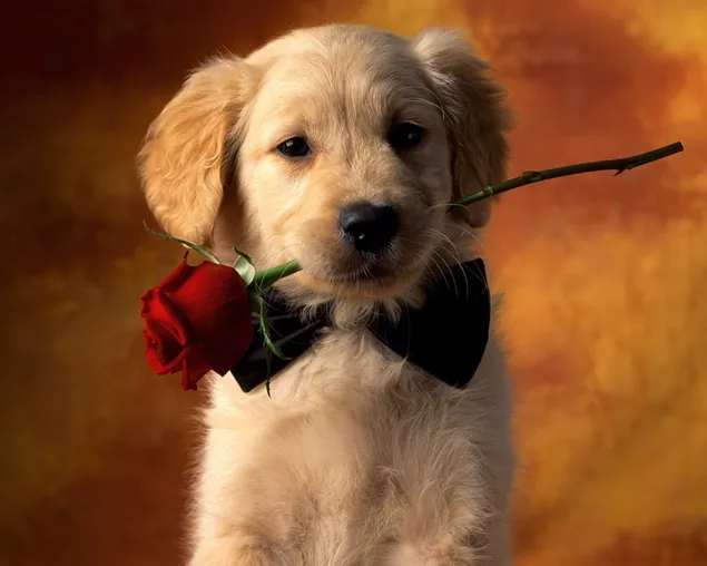 Hình nền Chú chó săn lông vàng với bông hồng đỏ trong miệng 2K