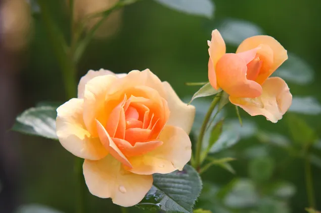 Golden Rosebush