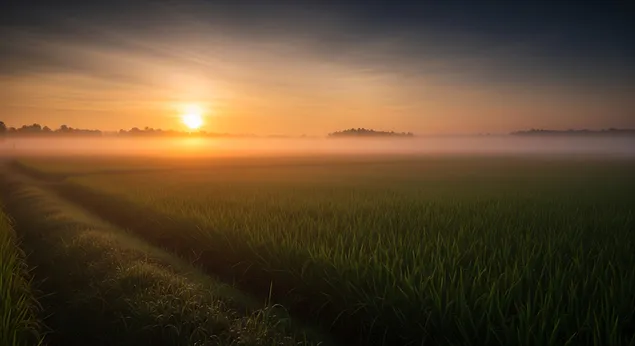 goldenes sonnenlicht durchdringt den morgennebel uber einem saftig grunen feld und schafft eine heitere und friedliche atmosphare im morgengrauen. herunterladen
