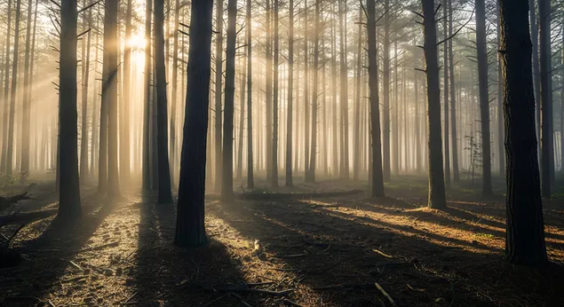 金色的阳光穿过茂密的高大树木，投下长长的影子，照亮了晨雾，营造出一种宁静、空灵的氛围。 8K 壁纸
