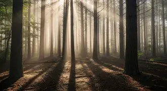 golden sunlight streams through tall pine trees in a tranquil forest, casting long shadows and illuminating a peaceful morning mist