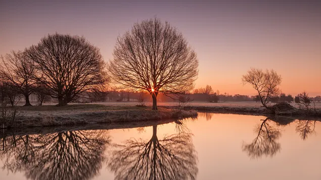 黄金の夕日と裸の木が湖に映る