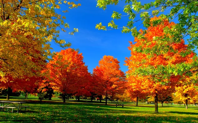 公園の秋の木々