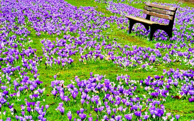 公園の紫色のクロッカス