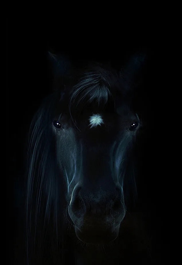 Magnífico retrato de caballo negro descargar
