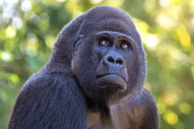 Gorilla staren voor het wazige natuurplan