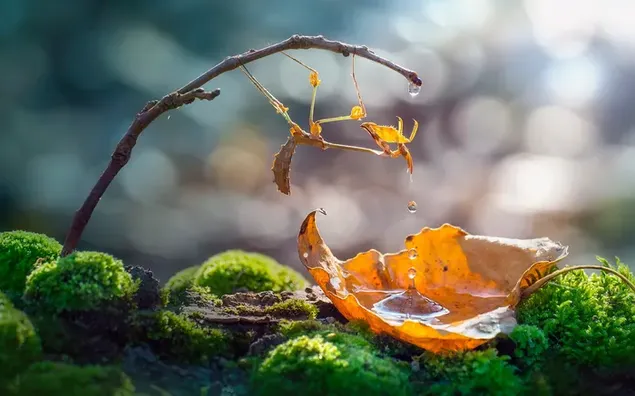 Gota de agua en la hoja de otoño y mantis religiosa en la rama de un árbol frente a un fondo borroso