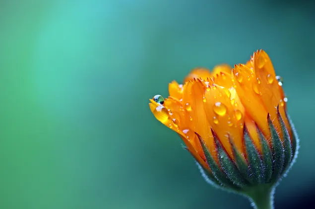 Gotas de lluvia en la flor de caléndula