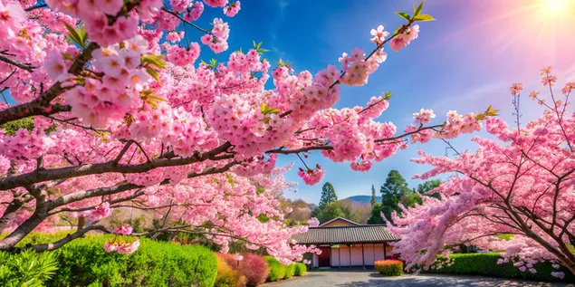 Pema e këndshme e luleve të qershisë në një kopsht japonez me lulëzime rozë të butë kundër një qielli të pastër 4K sfond