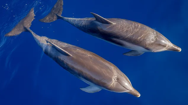 deilfeanna galanta ag snamh i ndoimhneacht an aigein ghoirm ioslodail