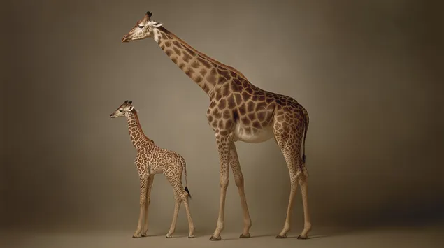 ג'ירפה ועגל חינניים בסטודיו בגוון ניטרלי 2K טפט