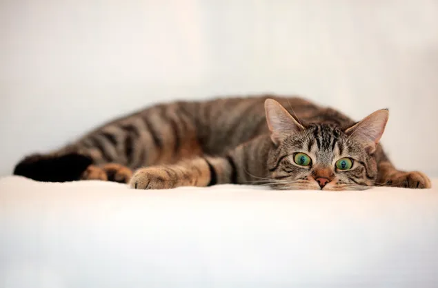 Gracioso gato atigrado con ojos verdes que se siente perezoso