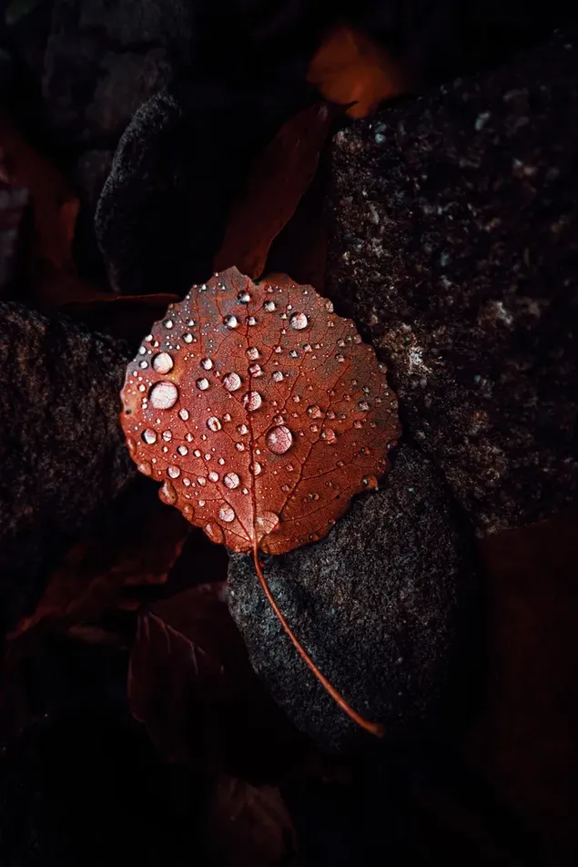 Granos de agua acumulados en la hoja marrón tirada en el suelo 4K fondo de pantalla
