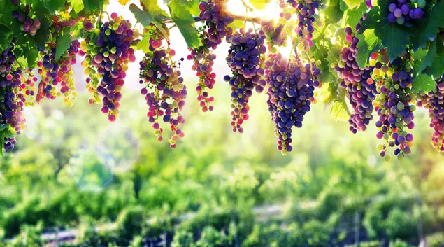 druiven wijnstok download