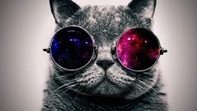 Graue Katze und Sonnenbrille herunterladen