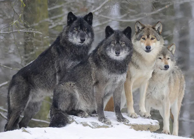Graue und schwarze Wölfe im Winterwald herunterladen