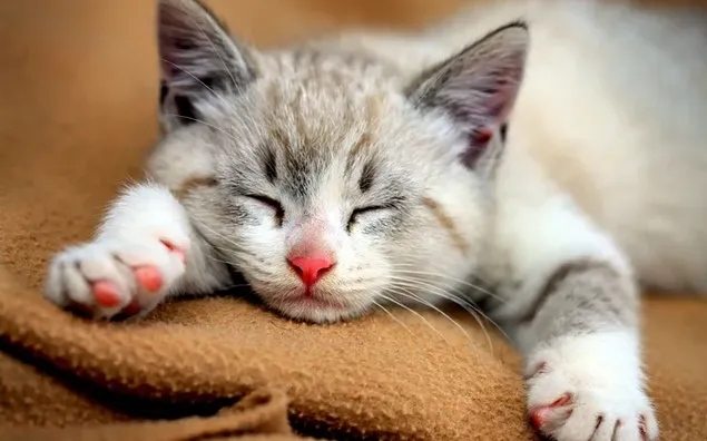 Grijze en witte schattige kitten slapen op deken 2K achtergrond