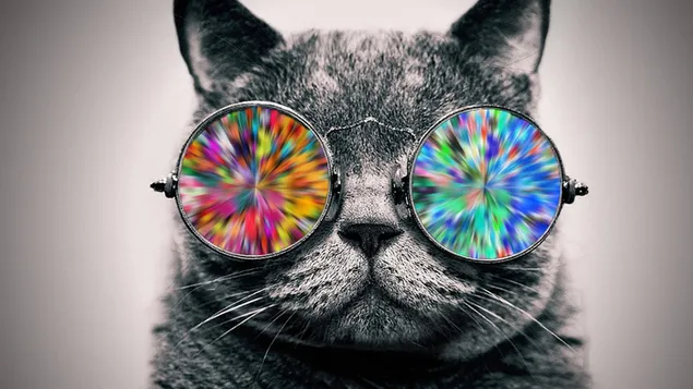 Grijze kat met veelkleurig zonnebrilbehang 4K achtergrond