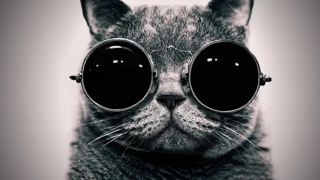 Kucing abu-abu memakai wallpaper digital kacamata hitam