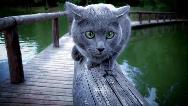 Gato de color gris con ojos verdes camina sobre las barandillas 2K fondo de pantalla