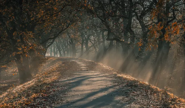 camino de hormigón gris rodeado de árboles marrones
