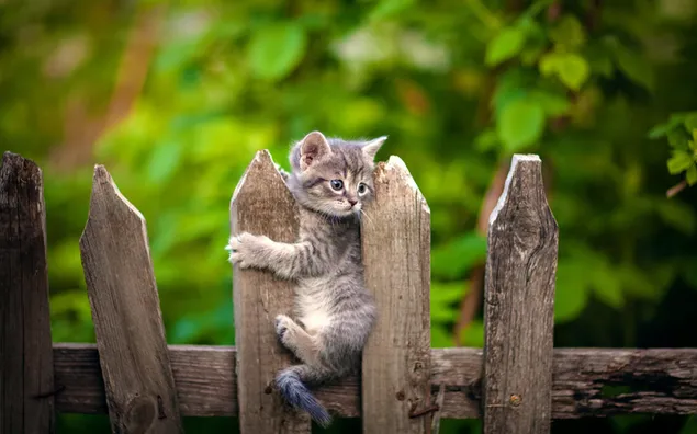 Graues süßes Kätzchen unter Holz herunterladen