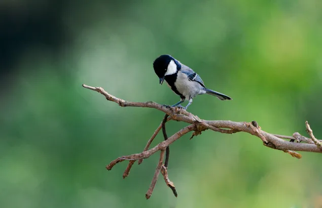 Great Tit bird sitting in a open tree branch, Darjeeling, India.