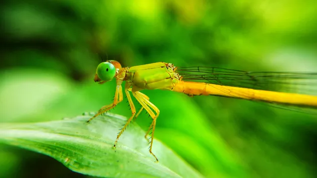 나뭇잎 위의 그림 오도나타 4K 배경화면