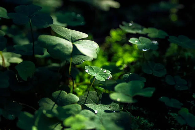 Green clover in the forest