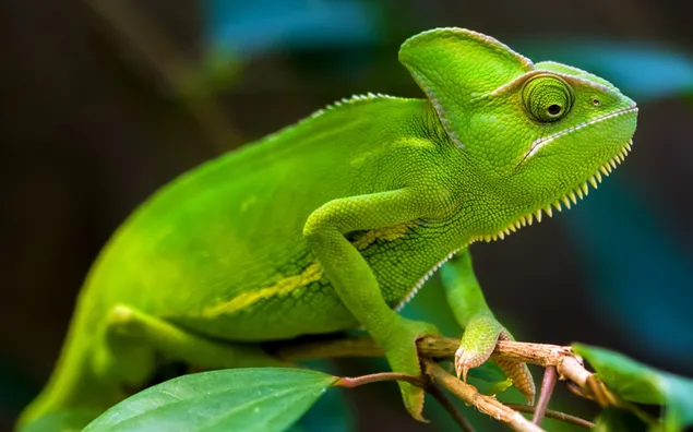 Reptil warna hijau pada cabang hijau