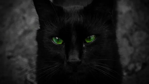 緑色の目の黒猫 HD 壁紙