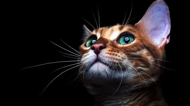 Mirada de gato Sarman de ojos verdes descargar