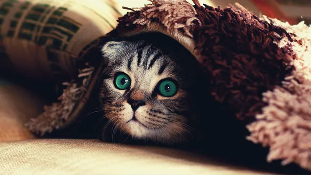 Green eyes cat hiding in a blanket 4K wallpaper download