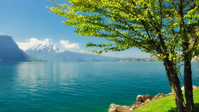 Lu Se De Tian Ye , Shu Mu He Mei Li De Hu Bo He Shan Mo Xia Zai