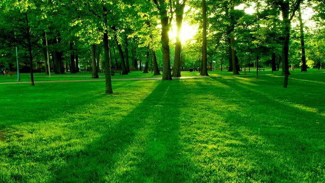 Hutan hijau dan cahaya unduhan