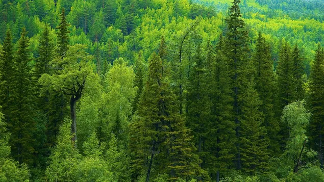 Grüner Waldhintergrund HD Hintergrundbild