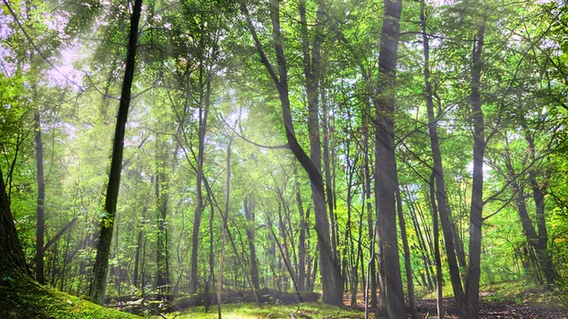 Pemandangan hutan hijau unduhan