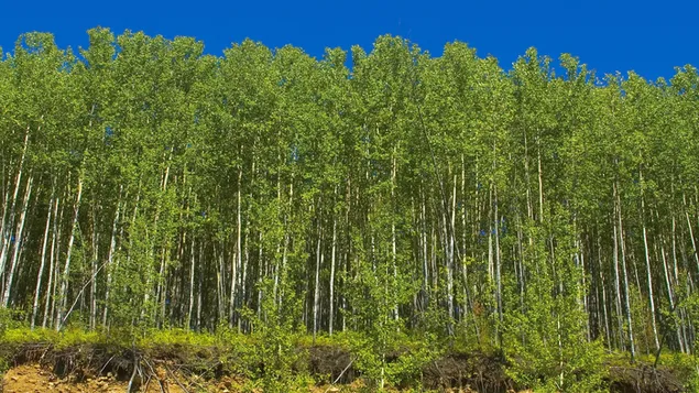 Žaliojo miško vaizdas HD ekrano užsklanda