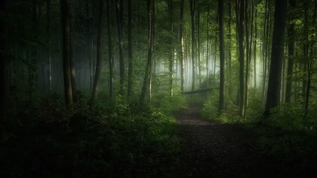 Bosque verde