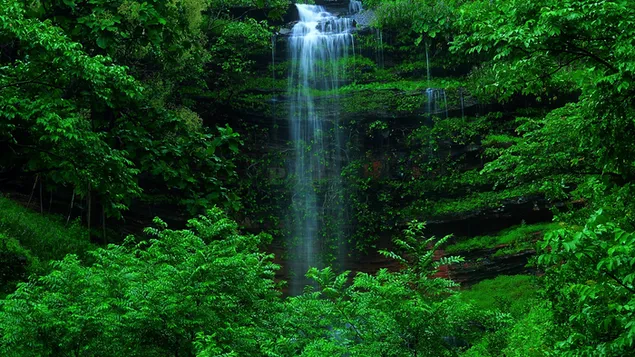 Green Forest Waterfall download